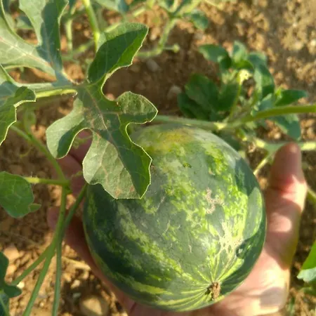 Gaia Farm stay Lonato